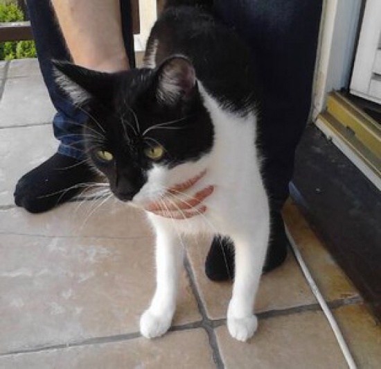Sylwester szuka nowej rodziny